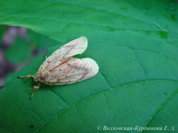 Miltochrista striata (Bremer et Grey)  Лишайница штриховатая